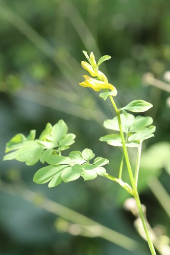 Corydalis ochotensis, photograph 2