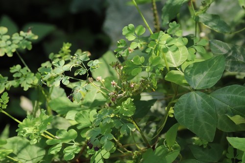 Corydalis ochotensis, photograph 3