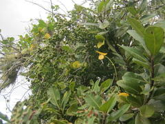 Asparagus densiflorus