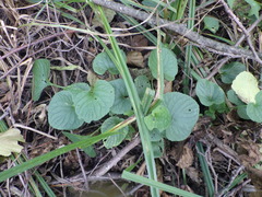 Viola uliginosa