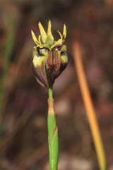 Moraea inconspicua