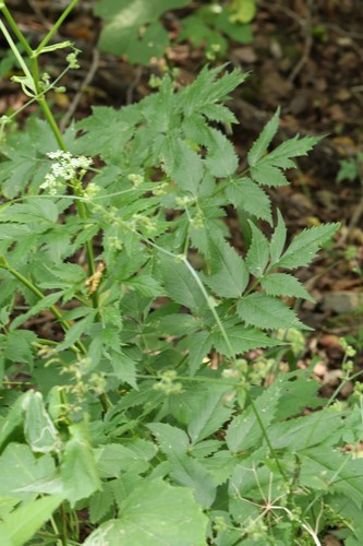 East Asian ostericum (Ostericum sieboldii)