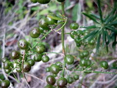 Asparagus densiflorus