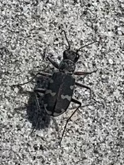 Cicindela