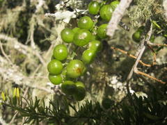 Asparagus densiflorus