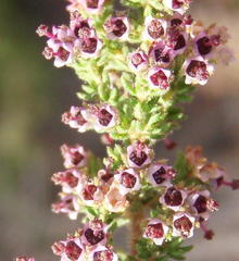 Erica hispidula hispidula