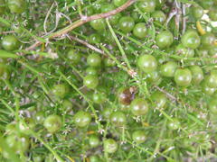 Asparagus densiflorus