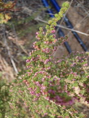 Erica hispidula hispidula