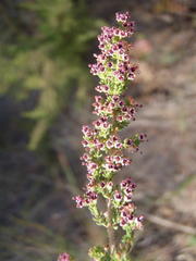Erica hispidula hispidula