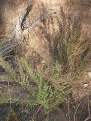 Erica hispidula hispidula