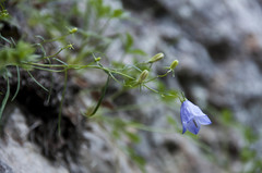 Campanula praesignis