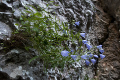 Campanula praesignis