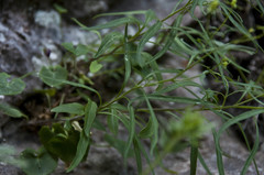 Campanula praesignis
