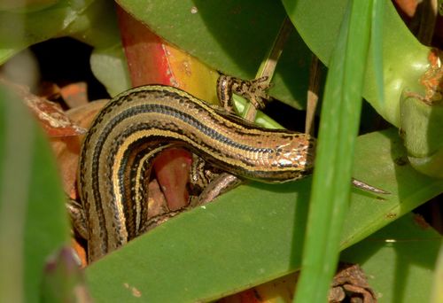 Oligosoma inconspicuum