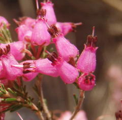 Erica nutans