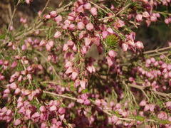 Erica nutans