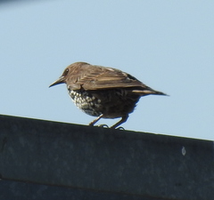 Sturnus vulgaris
