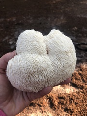 Hericium erinaceus