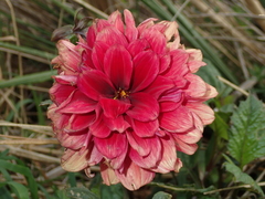 Dahlia pinnata