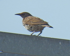 Sturnus vulgaris