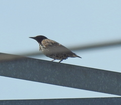 Sturnus vulgaris