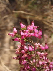 Erica nutans