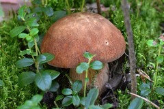 Boletus pinophilus