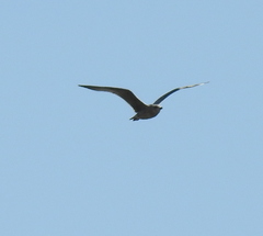 Aves