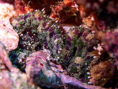 Stichodactyla tapetum