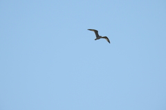 Aves