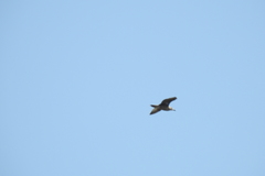 Aves