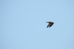 Aves