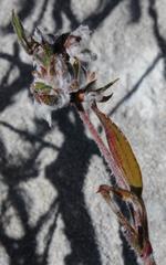 Centella brachycarpa