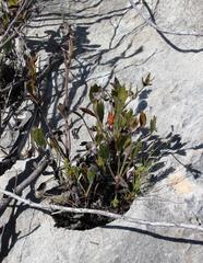 Centella brachycarpa