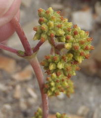 Crassula cotyledonis