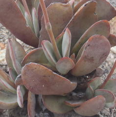 Crassula cotyledonis