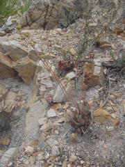 Crassula cotyledonis