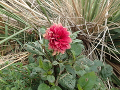 Dahlia pinnata