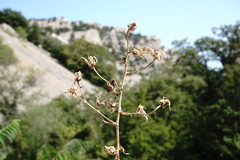 Lactuca tuberosa