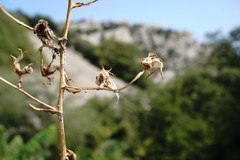 Lactuca tuberosa