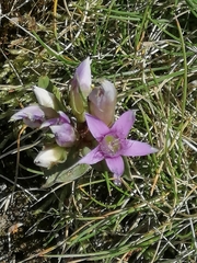 Gentianella ramosa
