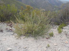 Leucospermum wittebergense