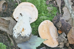 Hydnum subolympicum