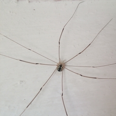 Leiobunum religiosum