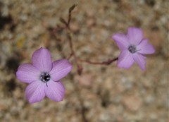 Gilia cana