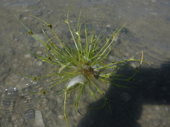 Cyperus pannonicus