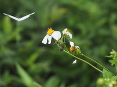 Peucetia formosensis