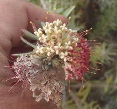 Leucospermum wittebergense