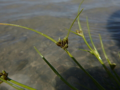 Cyperus pannonicus