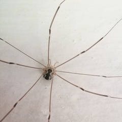 Leiobunum religiosum